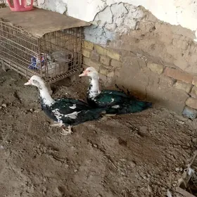 İNDAWUTGA GAZ ERKEGI