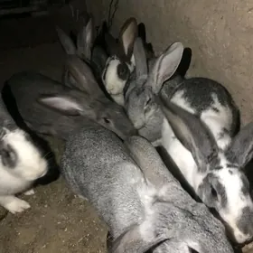 POL WELİKAN BİR JUP SATYLÝAR