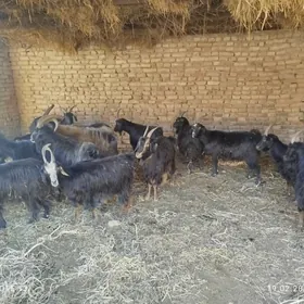 bogaz owlakly geciler .