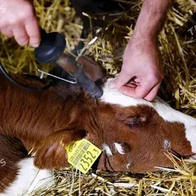 Şah koytdurme hyzmatlary.