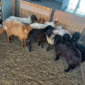 Garaköl Kisar Türkmen İşşekler