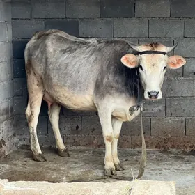 Arginal  goleli sygyr