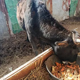 Гысыр унажын