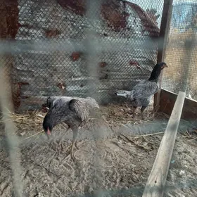 Самаркант жуже