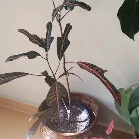 цветы,кашпо