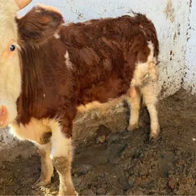 Okuz arasaa Semental