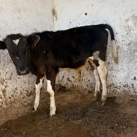 okuz arassa holshtein