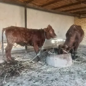 KRASNY STEPNOY golelei sygyr