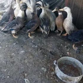 Гак Гак ордеклер