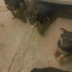 AFÇARKA KIÇI ITLER