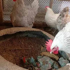 бролер товук