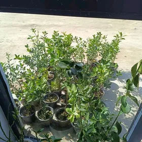 Вечно зелёные