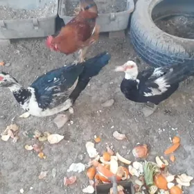 мусгус  ордек