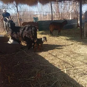 geci kısır geçi teke