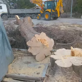 Agaç bag kesyas gyrkyas