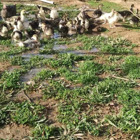 İndautga ordek juyje