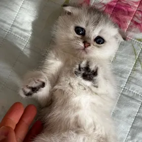Scottish Fold