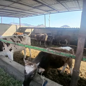 окуз гачарлар