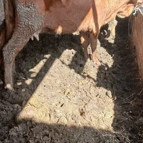 гысыр сыгырлар