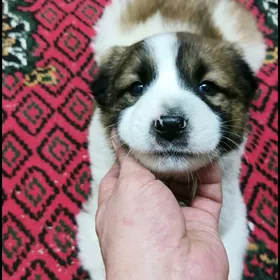 Алабай Щенок