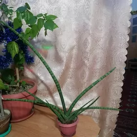 сансевиерия цилиндр