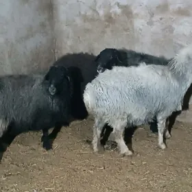 yetik bogaz goyunlar