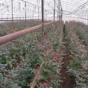 черный роза roza gül