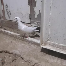 kirasnaşeý erkek abmen urkaca