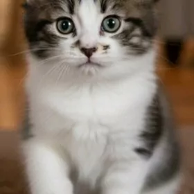 Шотландские прямоухие котята