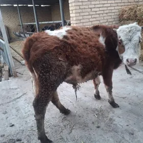 semental okuzsemental okuz