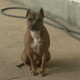 pidbull kujuk yitti budyonda