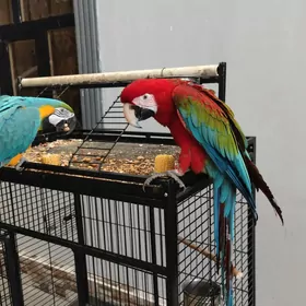 Popugay попугай