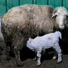 гузылы гоюн