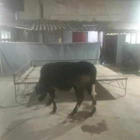 митис бн гат германски унажын