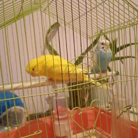 попугайчики