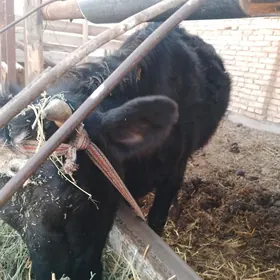 пароднк унаджын