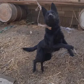 Никитский авчарка