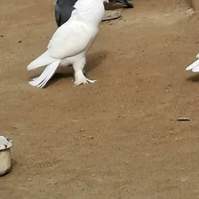 kepderi голуби