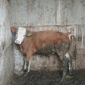 simntal kelek öküz