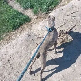 Пидбул оригинал