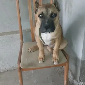 Pid bull- Кане корсо