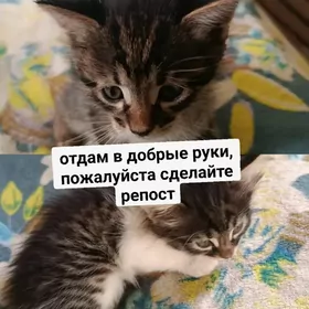 домашние животные