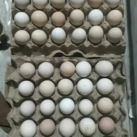 dominant   towuk  yumurtga