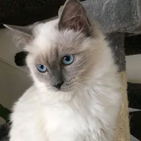 Куплю породистую кошку Сноу шу