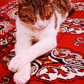 pisik gerek diyanlere