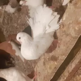 kepderi голуби