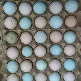 Ýumurtga inkubato Яйцо на инку