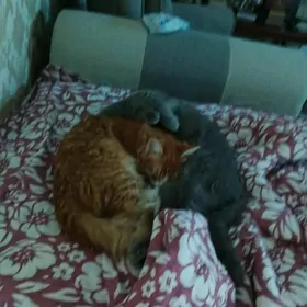 Рыжий котенок домашний