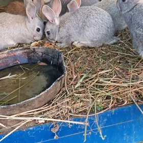 товшан чага