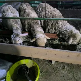 меренос гузылы гойун